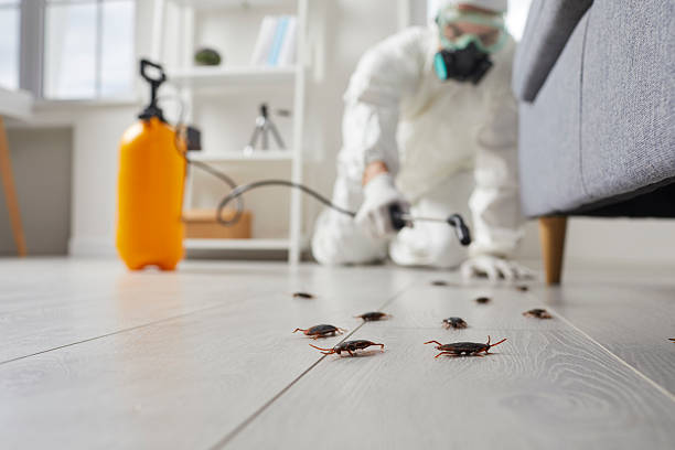 Commercial Rodent Management in North Eastham